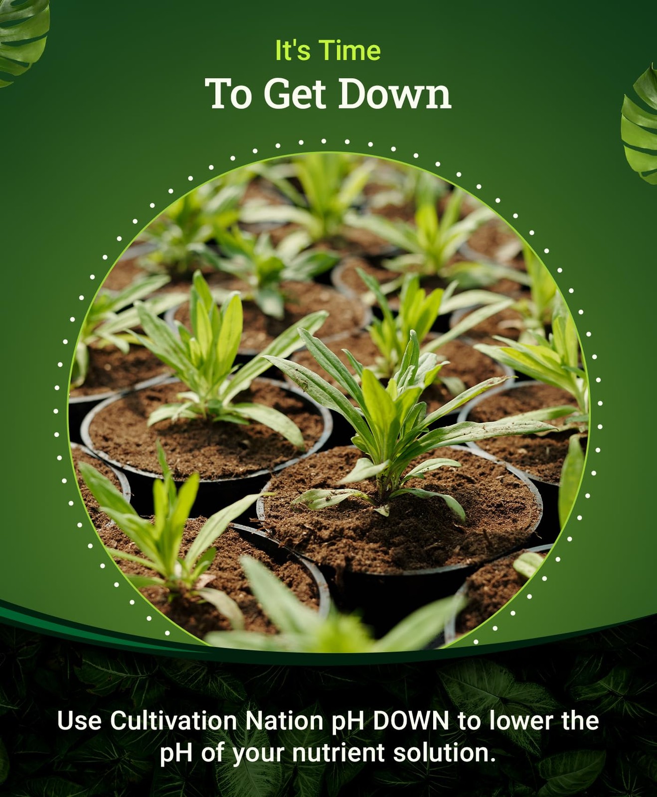 Cultivation Nation pH Down for Plants’ Nutrient Solutions – Formulated with C…
