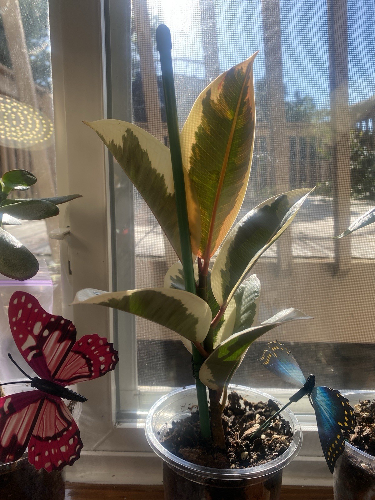 Live Houseplants read description for each price for plant