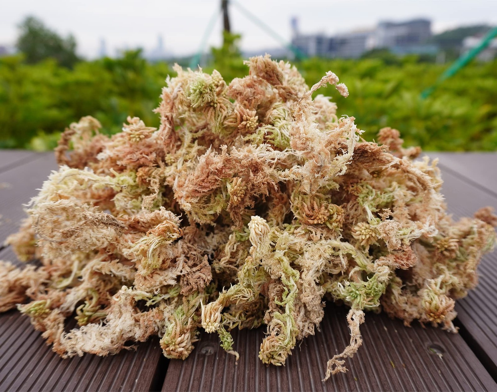 Sphagnum Moss 34QT for Plant Propagation, Great Orchid Potting Mix, Help with…