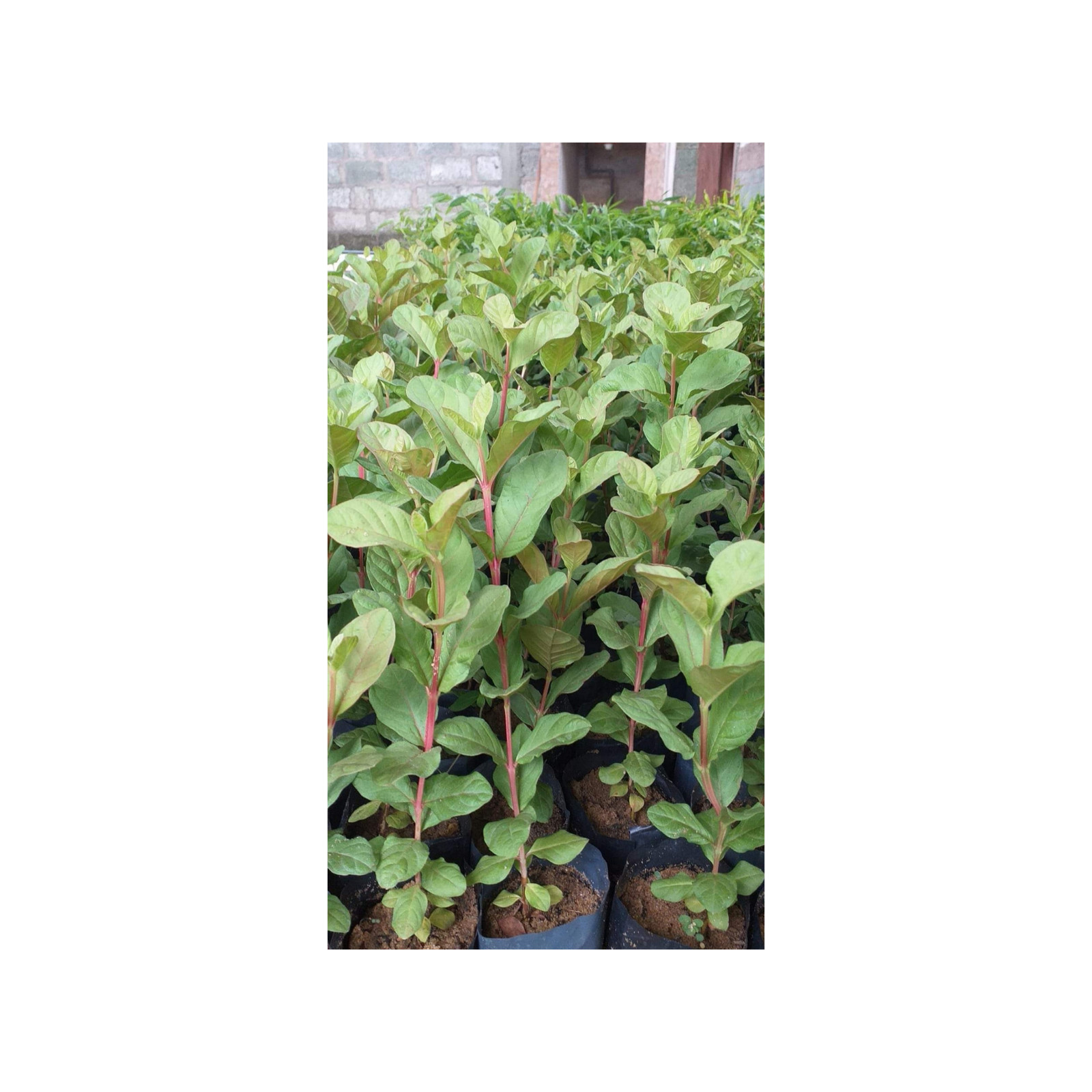 Black gold Indoor/Outdoor natural plant Organic Worms Castings fertilizer 500g
