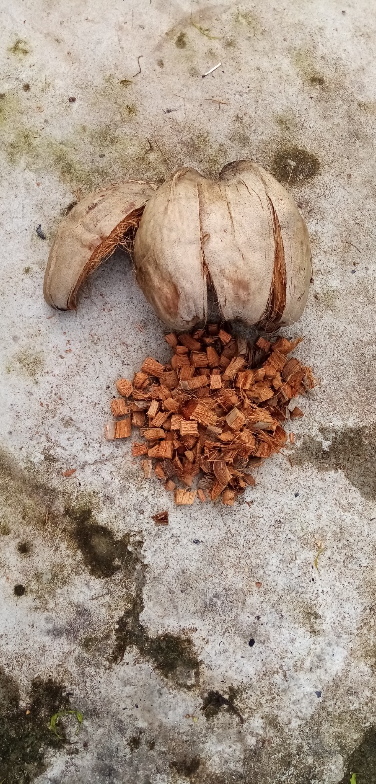 COCONUT HUSK Organic for Growing plants 100% Srilankan Organic Products