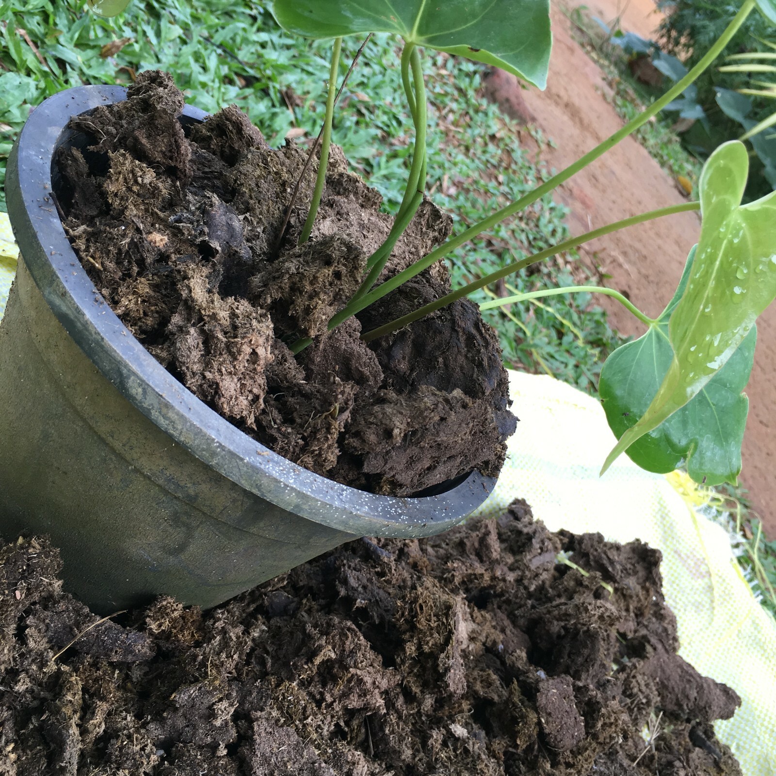 Dried Cow Manure 500g Organic Compost Fertilizer 100% Plant Growth Microorganism