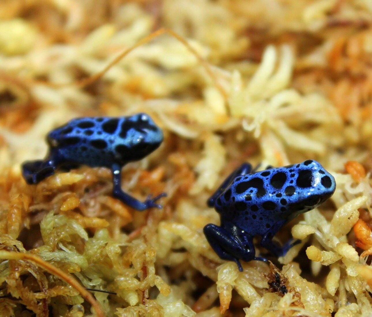 Spagmoss Sphagnum Moss New Zealand Besgrow Loaf Classic Orchid Plant Fiber 2 pcs