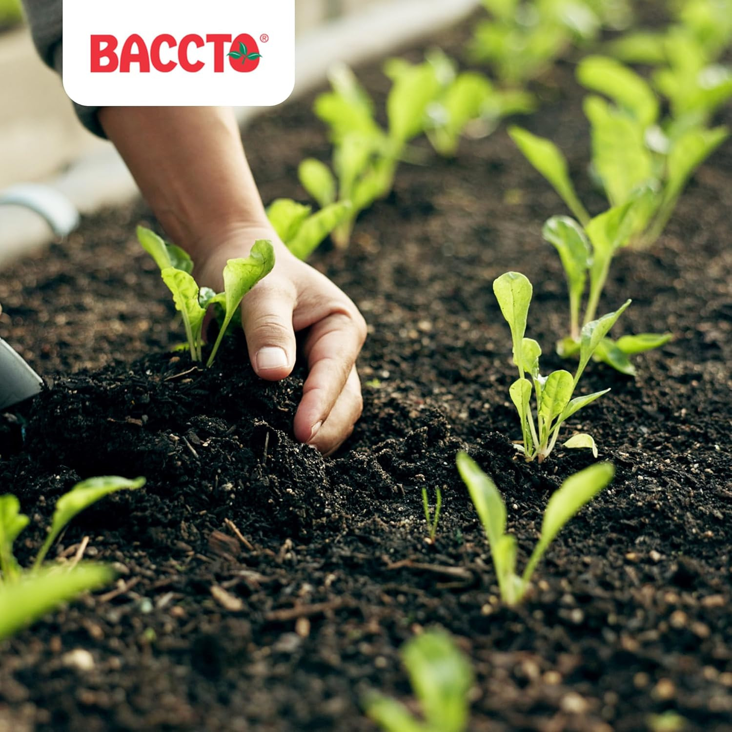 Michigan Peat Baccto Wholly Cow Horticultural Compost and Manure for Soil Amendm