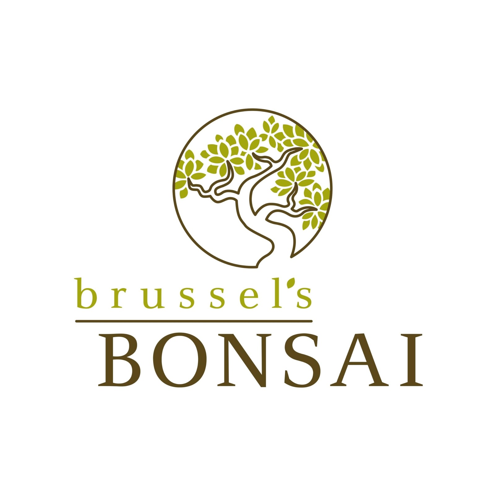 Brussel’s Bonsai – Live Lucky Bamboo Plant, Heart Shaped Indoor Bamboo with R…