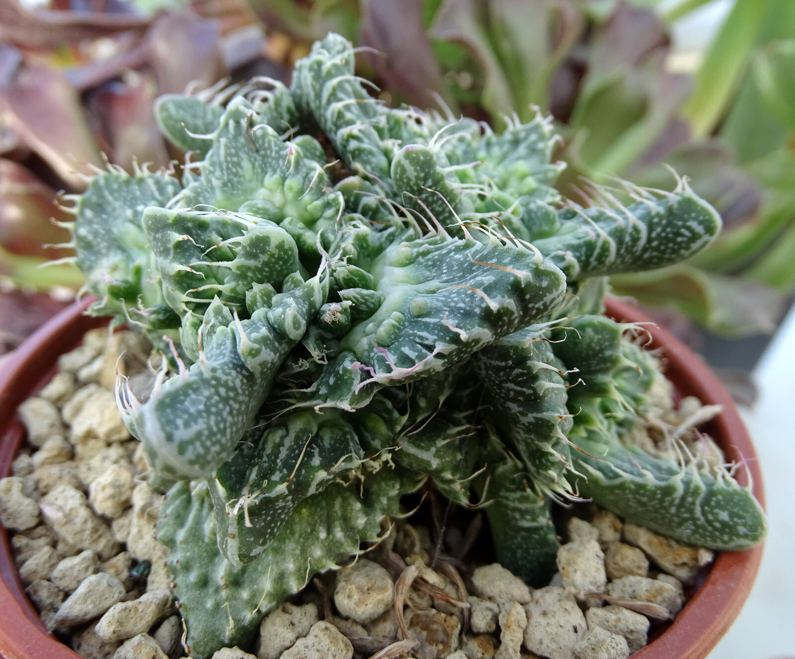 FAUCARIA SUPER WARTY cactus kakteen adenium euphorbe caudex copiapoa aloe