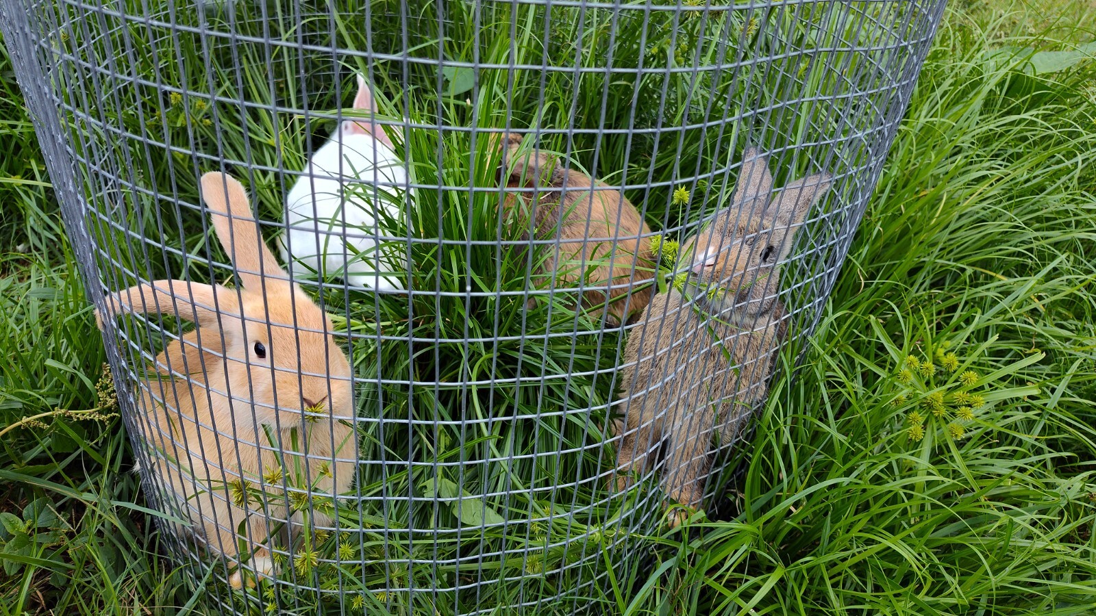 Best Rabbit manure/ Urine 32.oz/1 pound $4.75, 2 pound $7.99, 10 pound $20.99