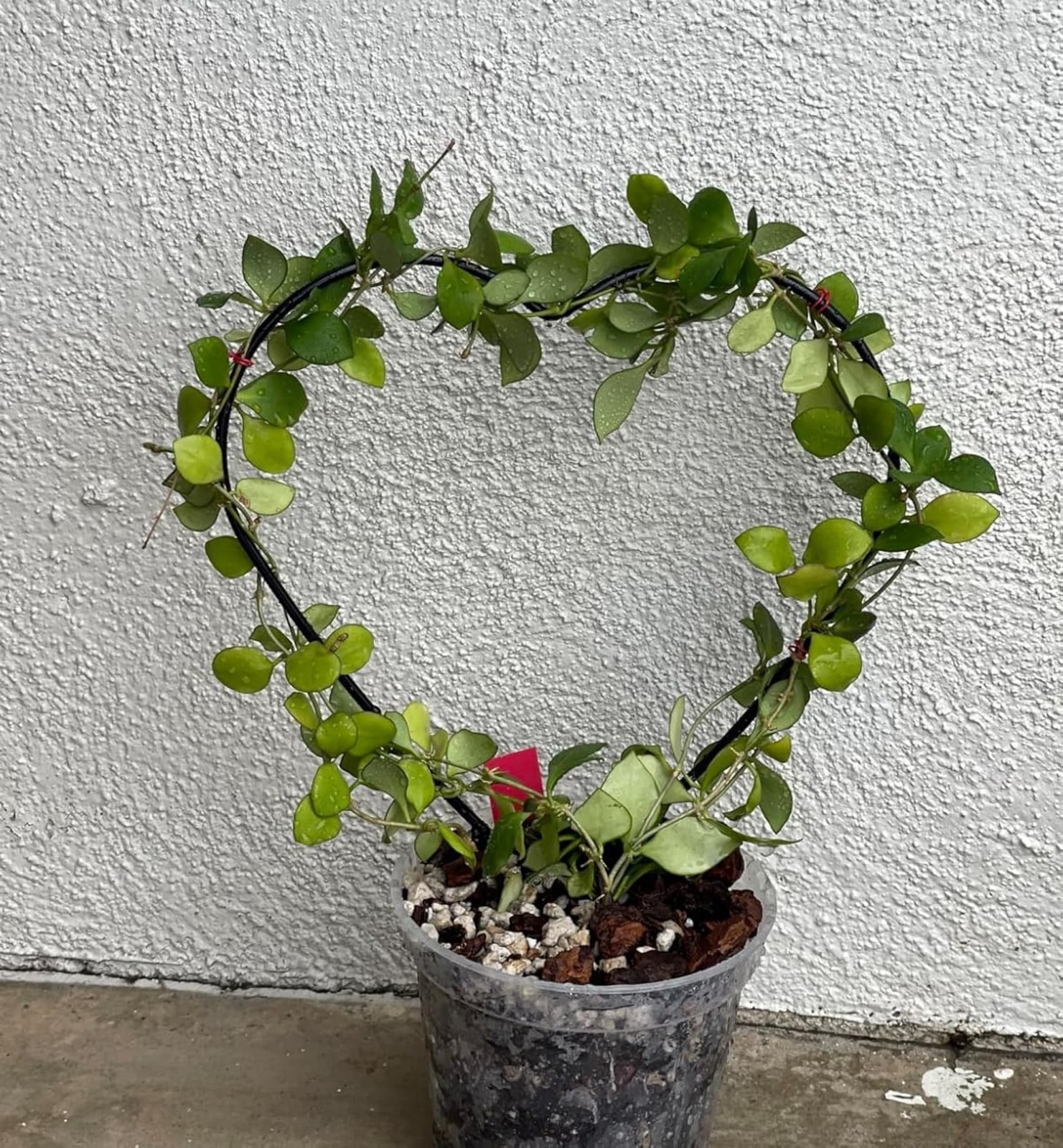 Trellis for Potted Plants, Small House Plant Support, Indoor Plant Trellis fo…