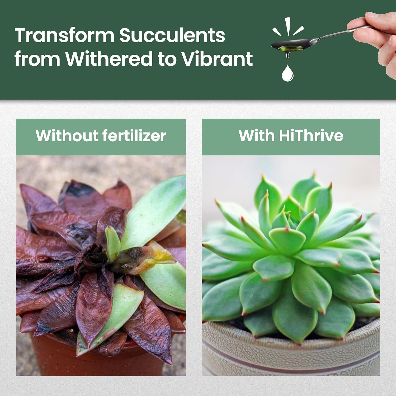 Succulent Fertilizer for Vibrant Leaves, Strong Roots & Plump Growth, 16oz | …