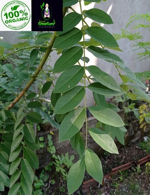 Ceylon Natural Quality Fresh Dried Gliricidia Sepium (Ginisiria) Leaves 200g