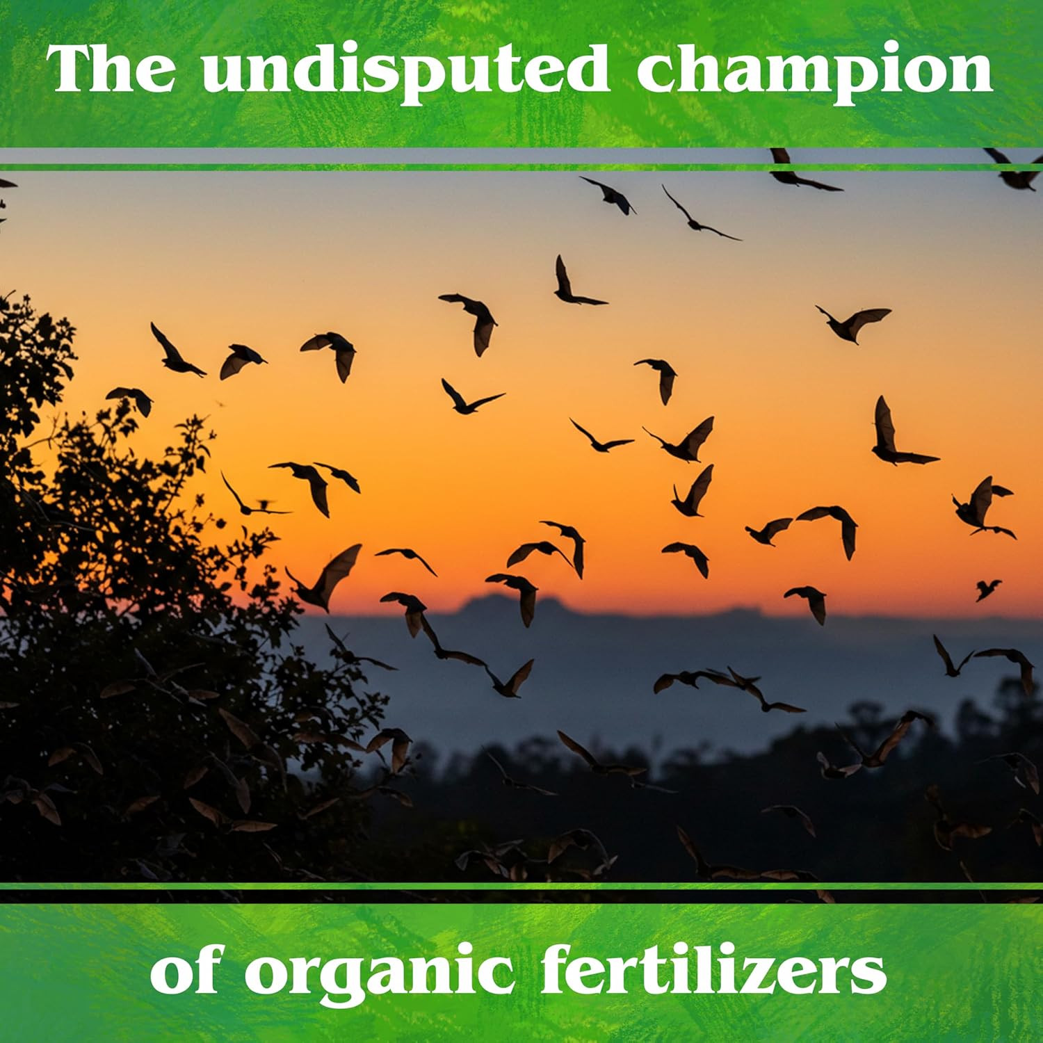 Organic Bat Guano – High Nitrogen Plant Food for Vegetative Growth 7-3-1, 0.2…