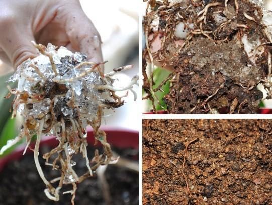 Potassium Super Absorbent Polymers: Moisture and Fertilizer Retention for Pla…