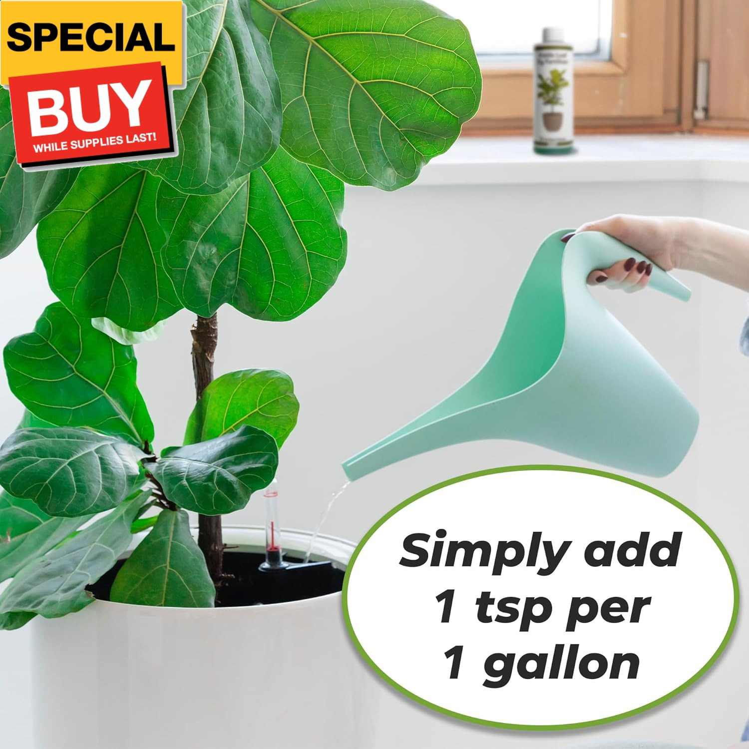 Liquid Fiddle Leaf Fig Fertilizer | 8oz. of Premium Concentrated Indoor Ficus Fo