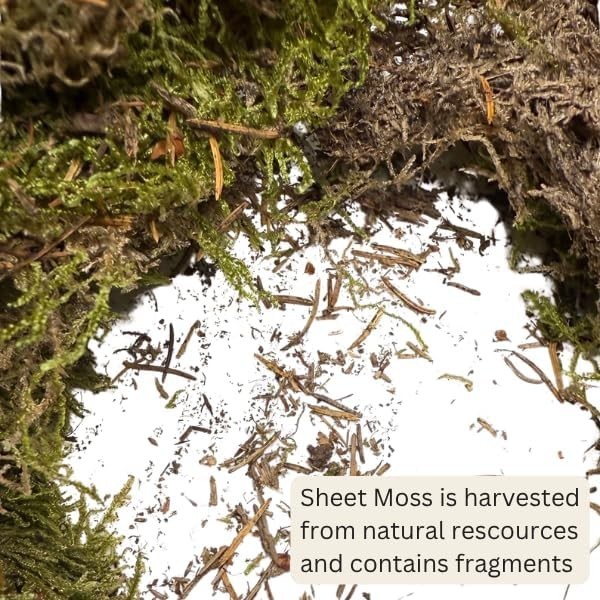 ML0480 Natural Green Sheet Moss – 520 sq. in. – Organic Decorative Moss for T…