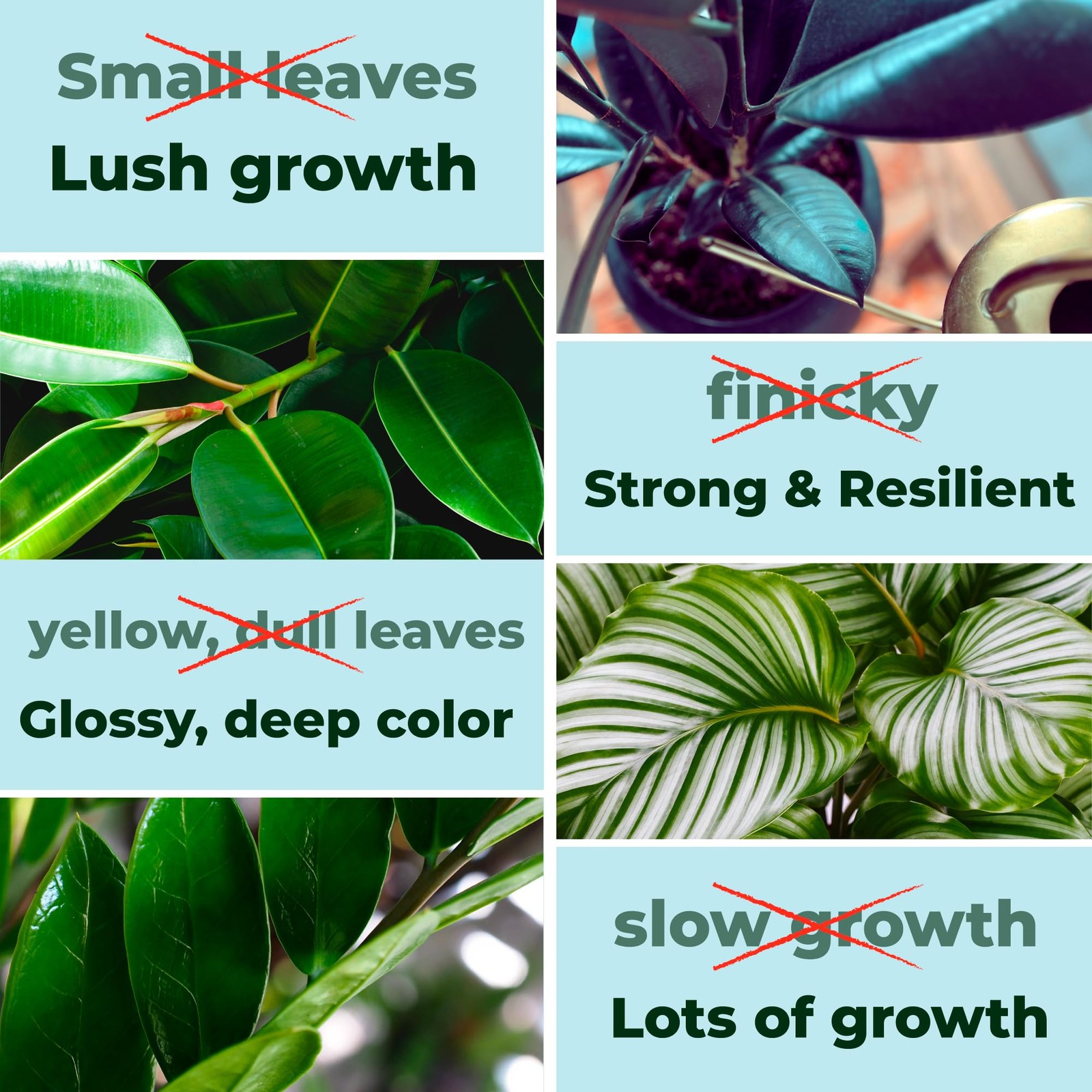 Big Green Leaves Indoor Plant Food – 4X Concentrated Houseplant Fertilizer wi…