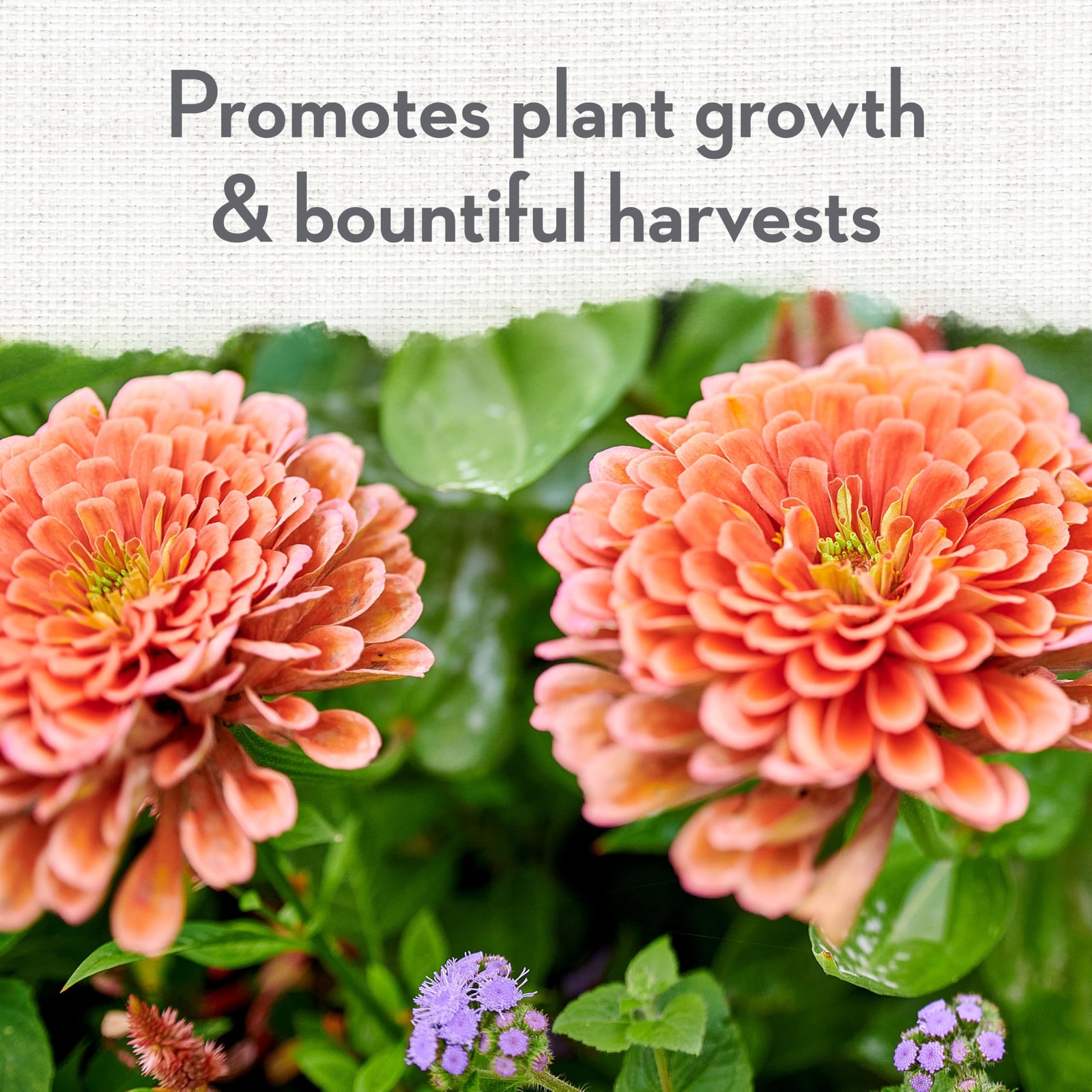 Organic Blood Meal for Plants – Nitrogen Supplement for Vegetables & Flowers