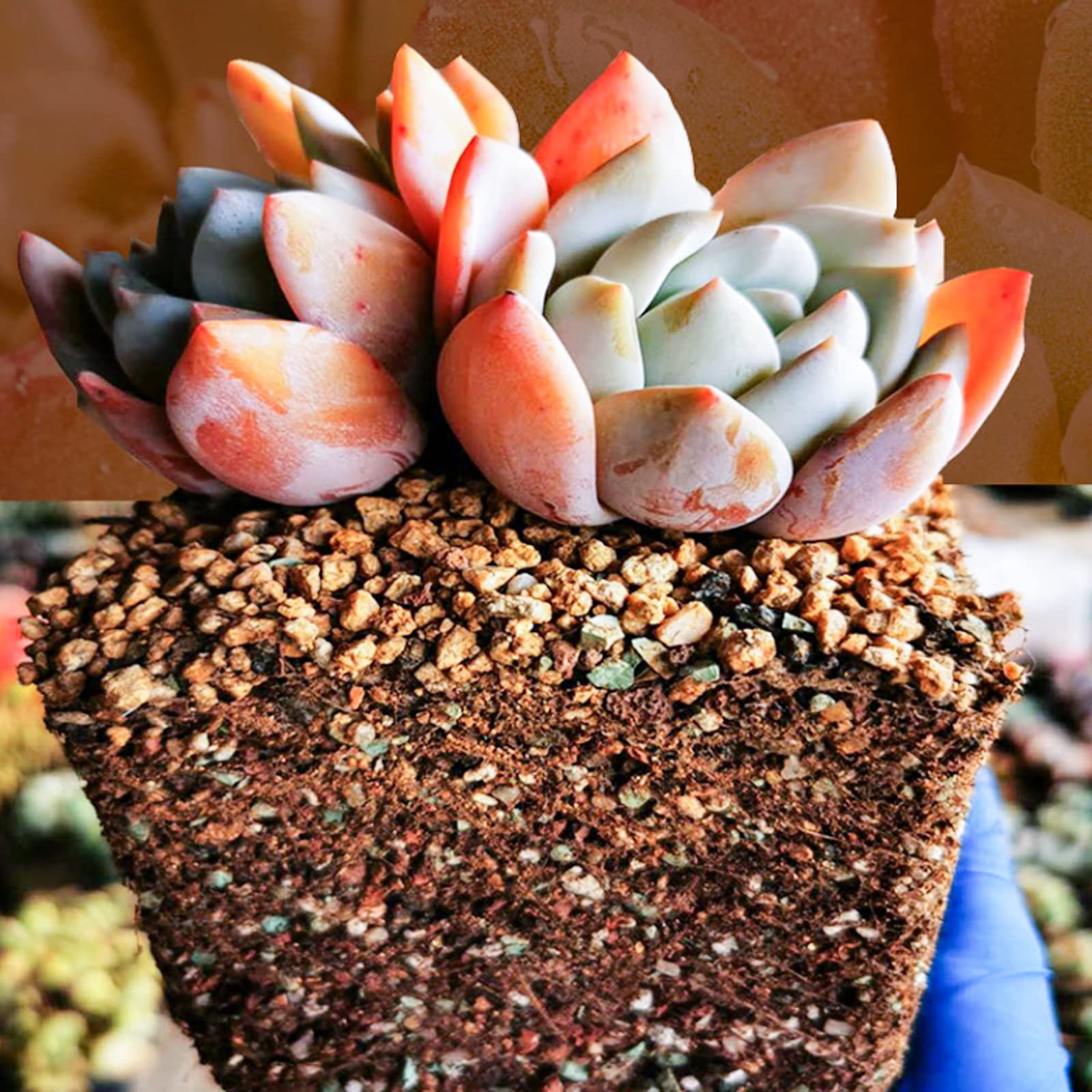 Doter Succulent and Cactus Soil Potting Mix 5.5 LBS, Bonsai lbs