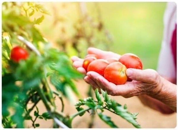Jobe’s 06005 18 Pack 6-18-6 Tomato Fertilizer Food Spikes – Quantity 6 Packs