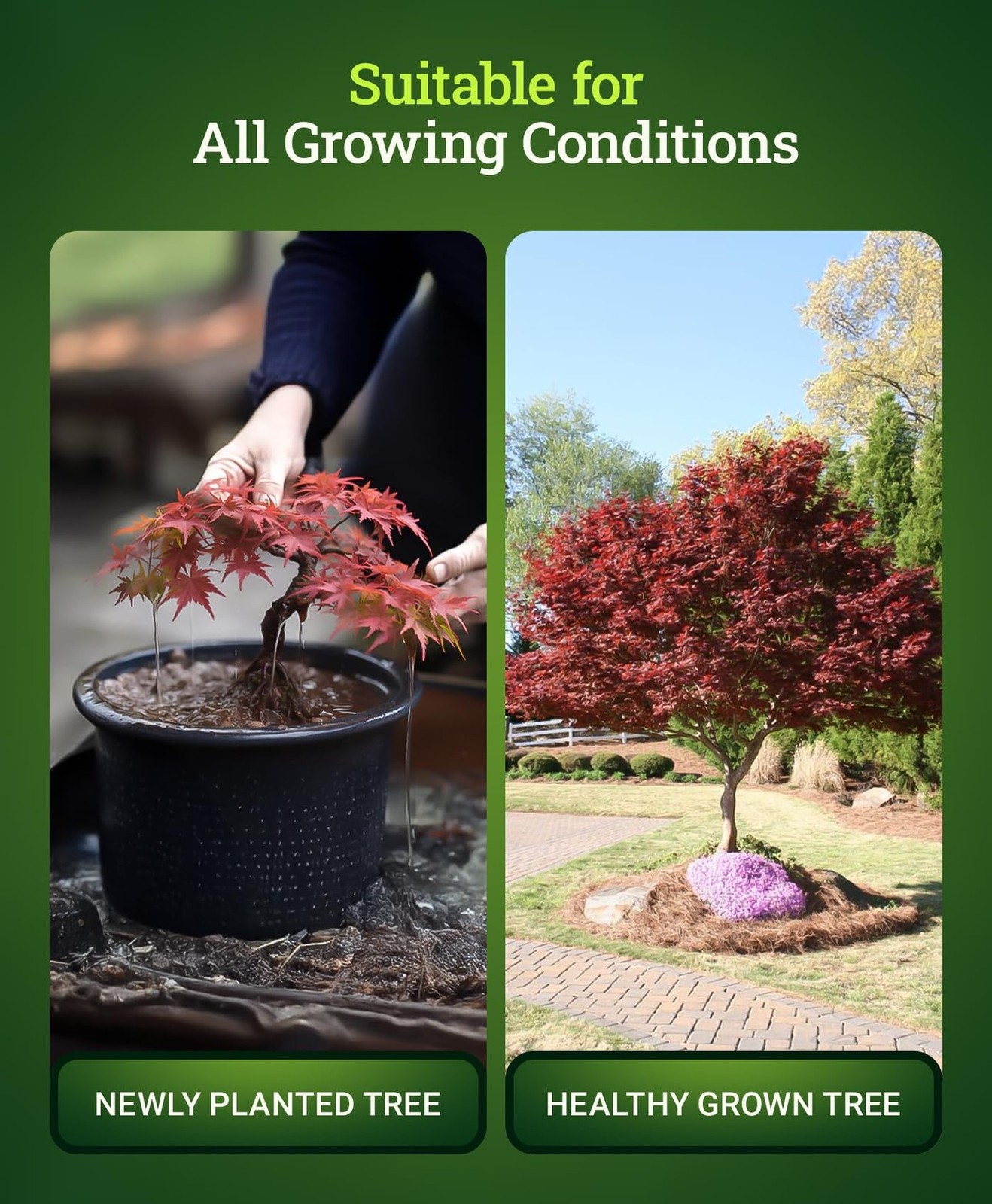 FoxFarm Happy Frog Japanese Maple Fertilizer, Nutrient-Rich Formula for Japan…
