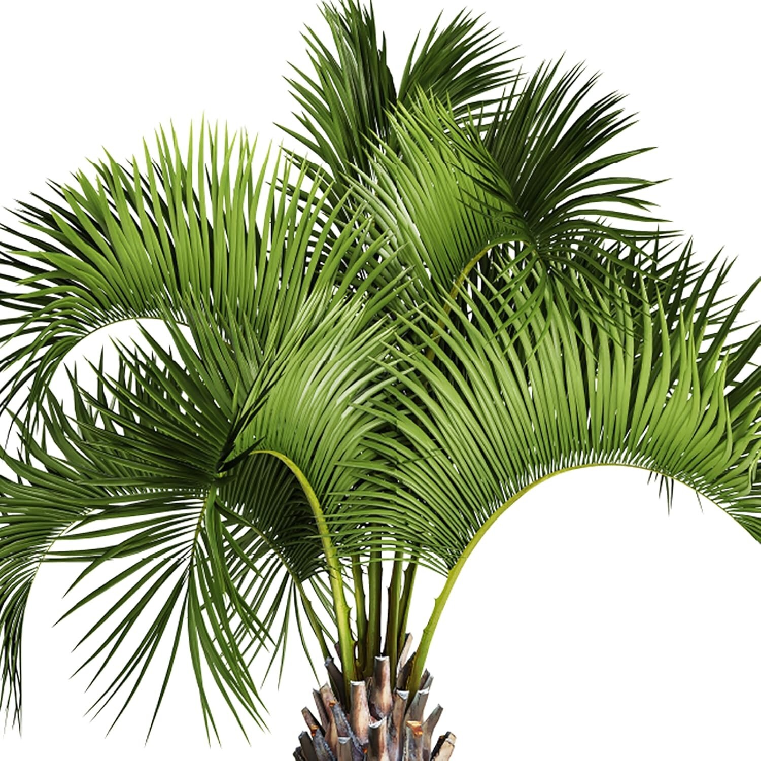 4 lbs Jobe’s Organic Palm Fertilizer – Easy Application, Lush Growth Solution