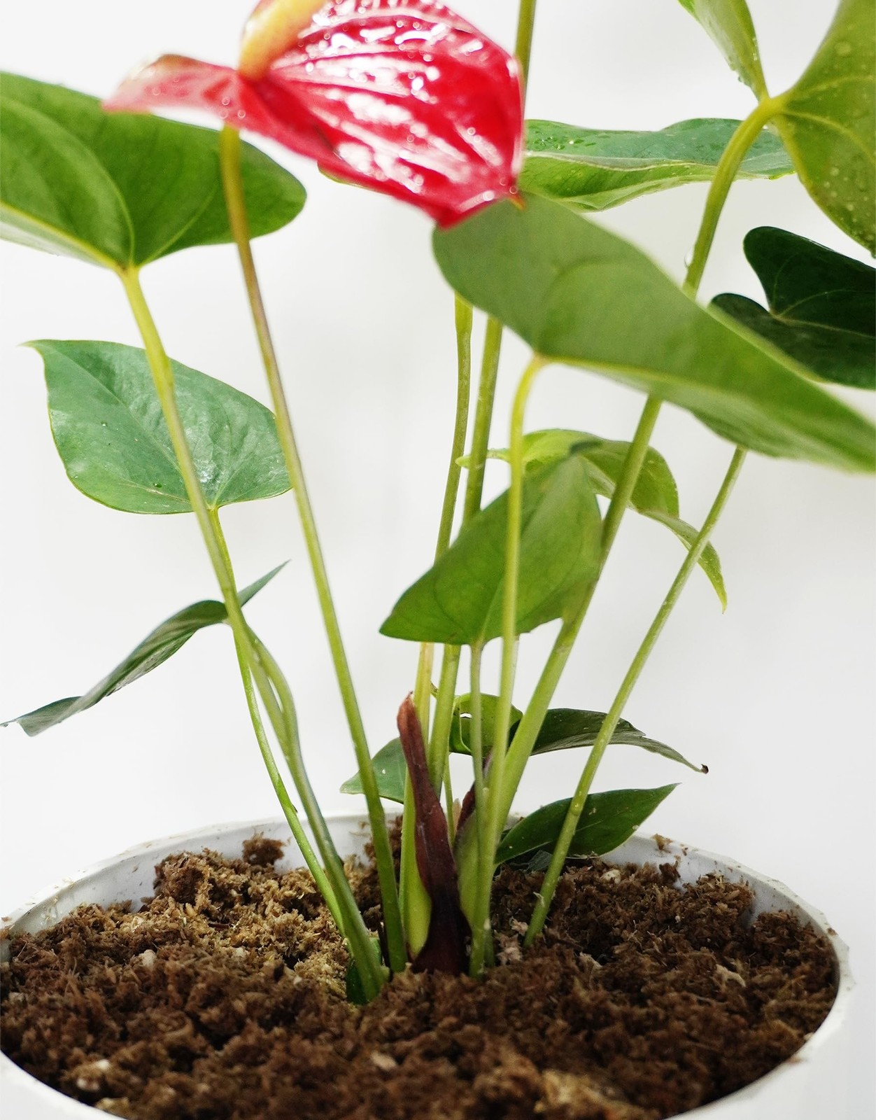 2QT Anthurium Potting Soil, Professionally Formulated Lightweight, Persistent…