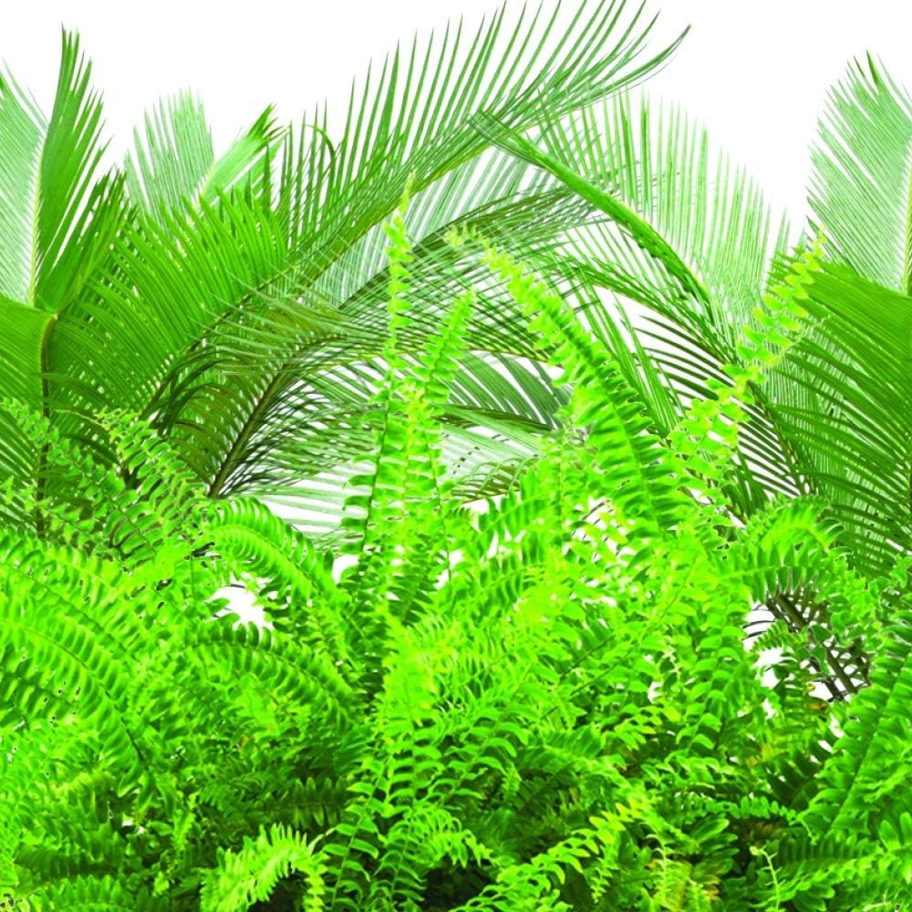 30 Count Plant Food Fertilizer Spikes for Healthy Ferns & Palms – Mess-Free Care