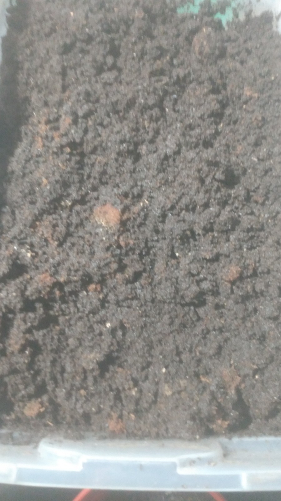 10 lbs. Freshly Sifted European Nightcrawler Worm Castings 100% Organic