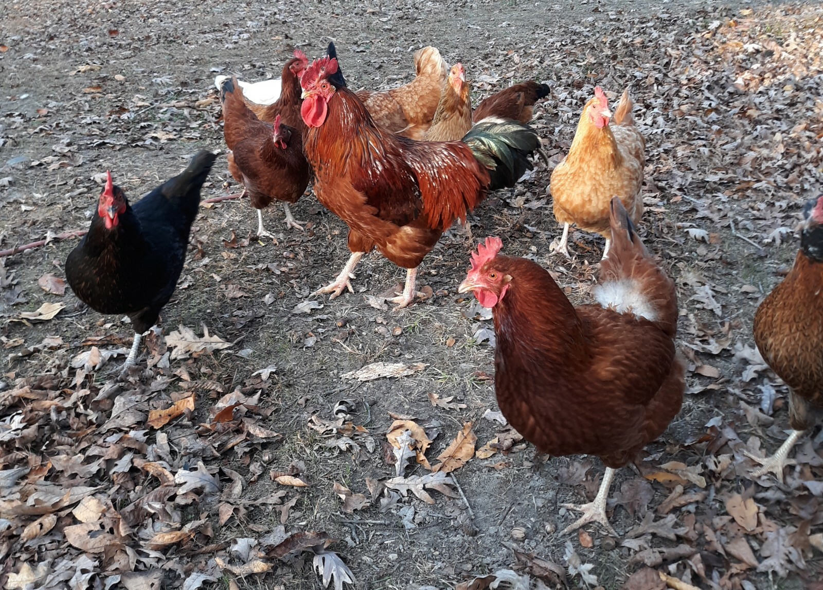 16 Lbs Dry Chicken Manure