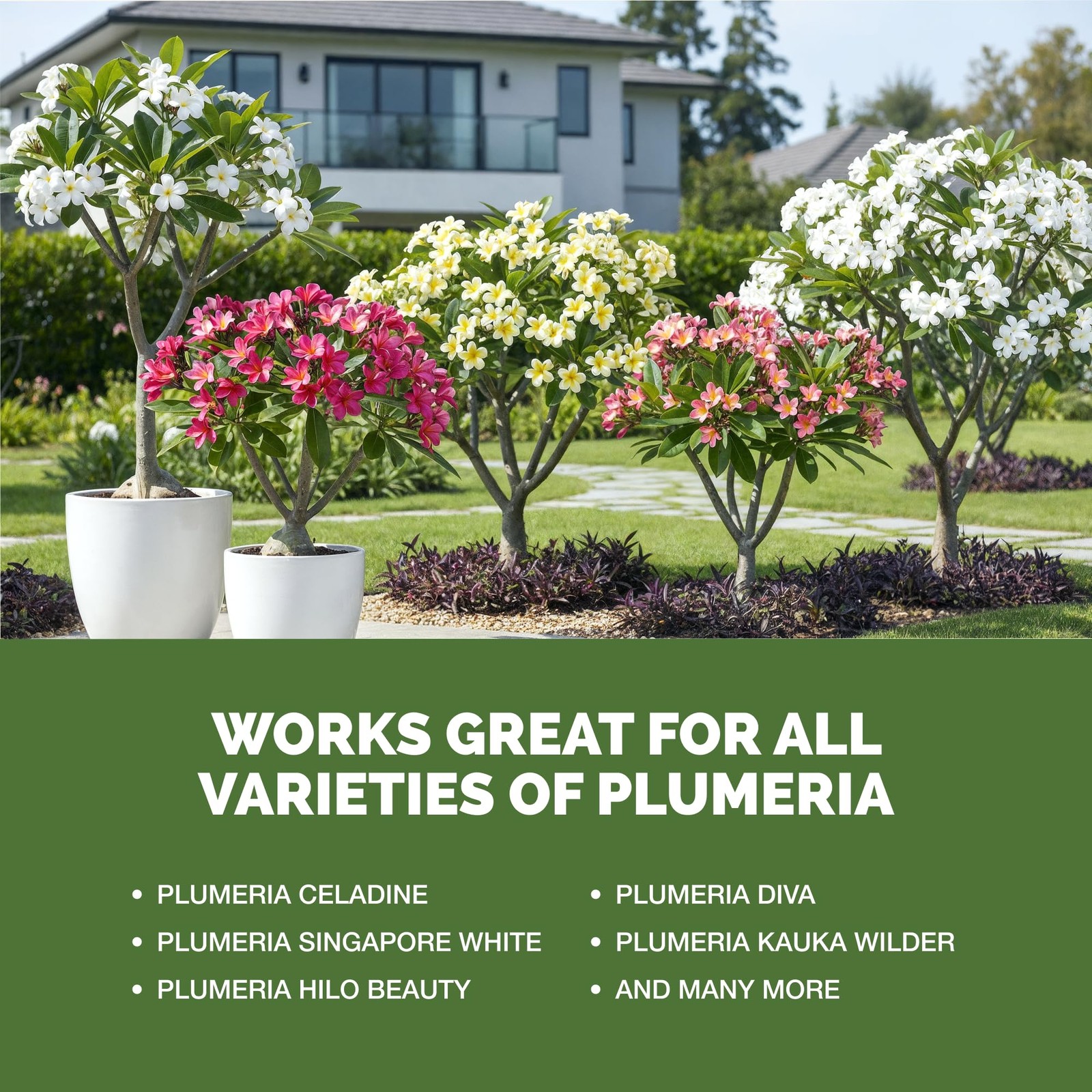 Plumeria Fertilizer – Liquid Plant Food for More Blooms, 8 oz (1/2 Pint)