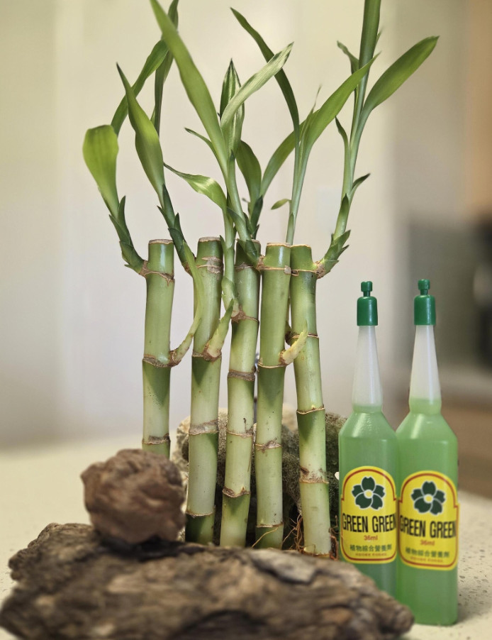 5 Lucky Bamboo Plants with FREE 2 Bottles Fertilizer