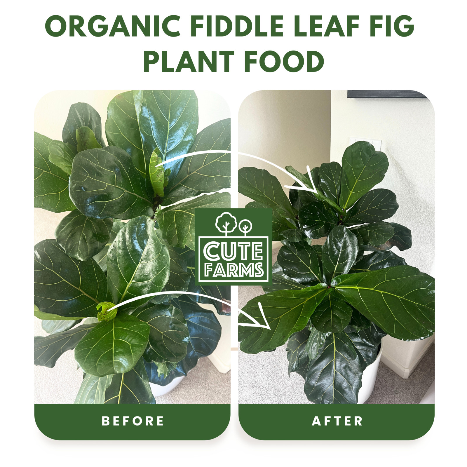 Organic Fiddle Leaf Fig Plant Food