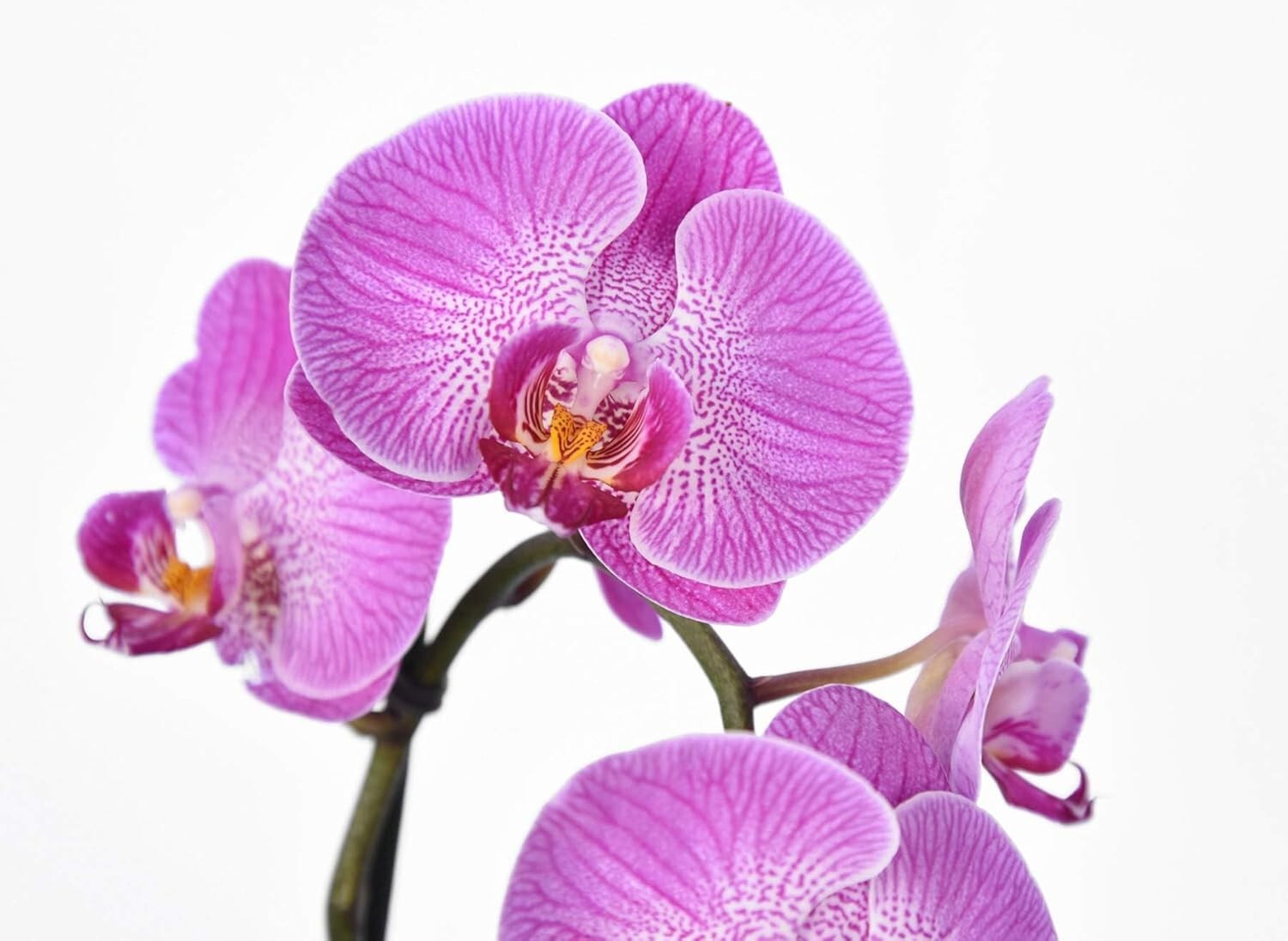 Orchid Food by Perfect Plants – Resealable 5oz. Bag – Bloom Booster for 5OZ