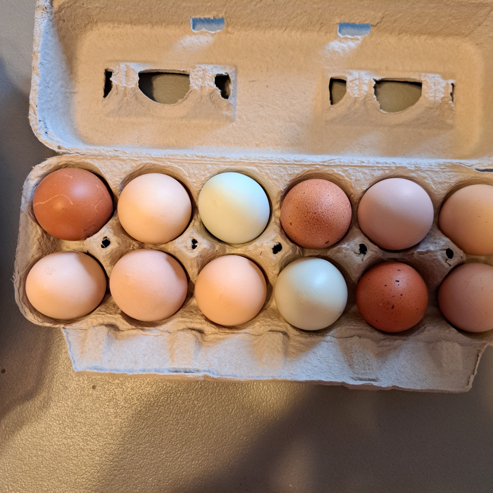 2 lbs ORGANIC Crushed Egg Shells Free Range Garden Fertilizer and Plant Food –