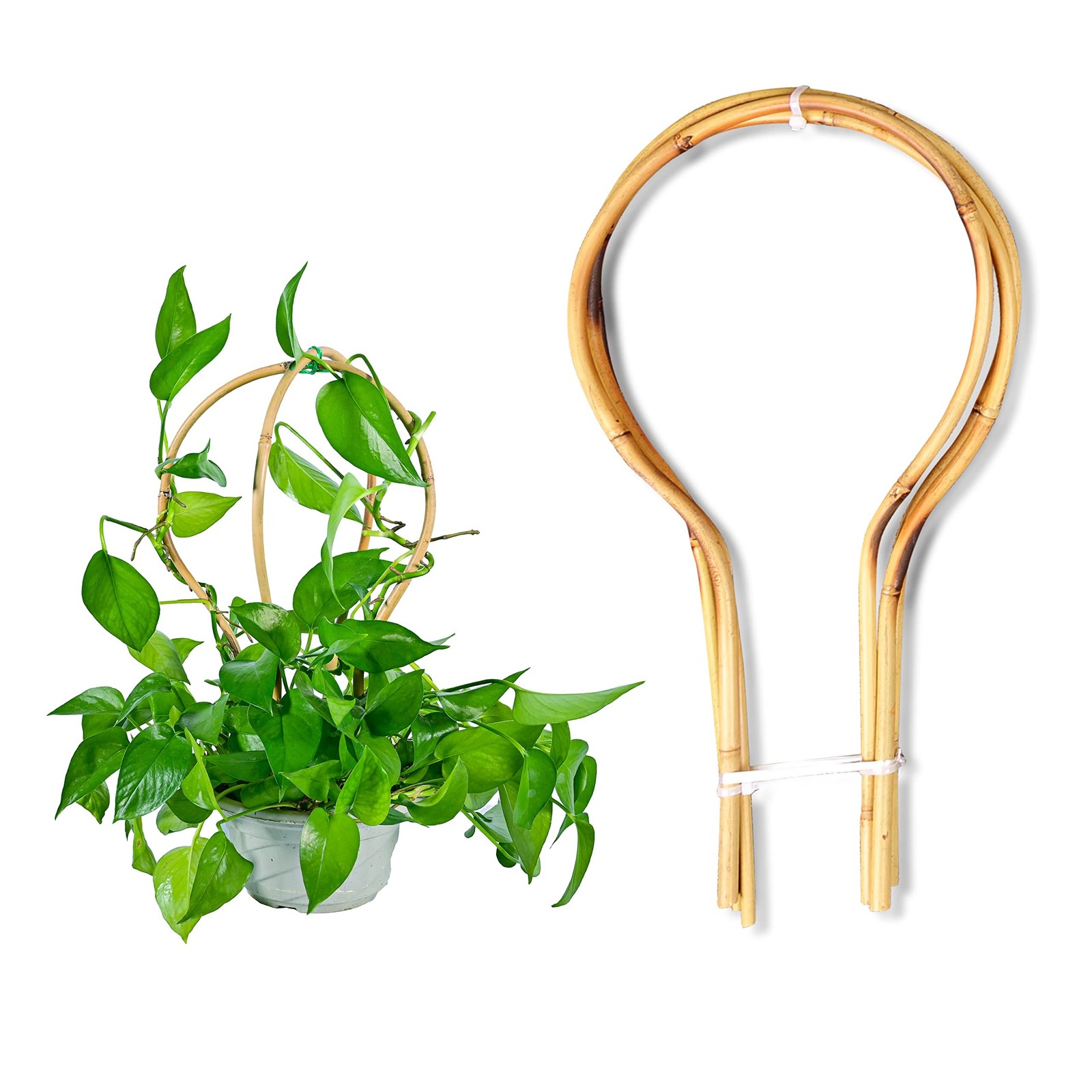 Bamboo Trellis 15 in Loop – Round Shaped for Potted Climbing Plants, Small Tr…