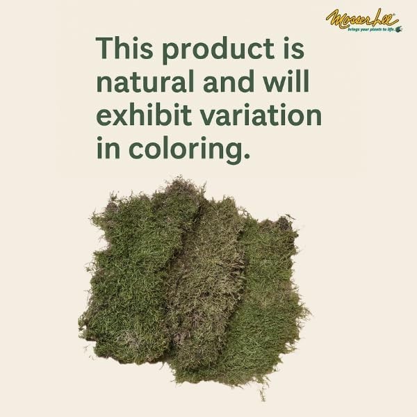 ML0480 Natural Green Sheet Moss – 520 sq. in. – Organic Decorative Moss for T…