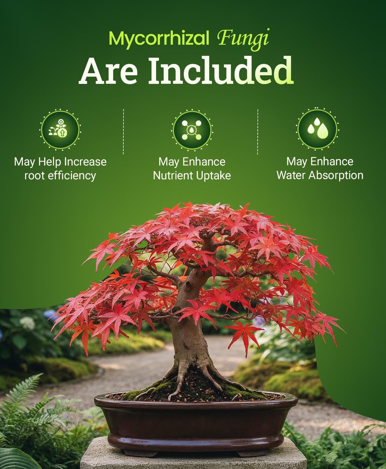 FoxFarm Happy Frog Japanese Maple Fertilizer Supports Vegetative Growth & Strong