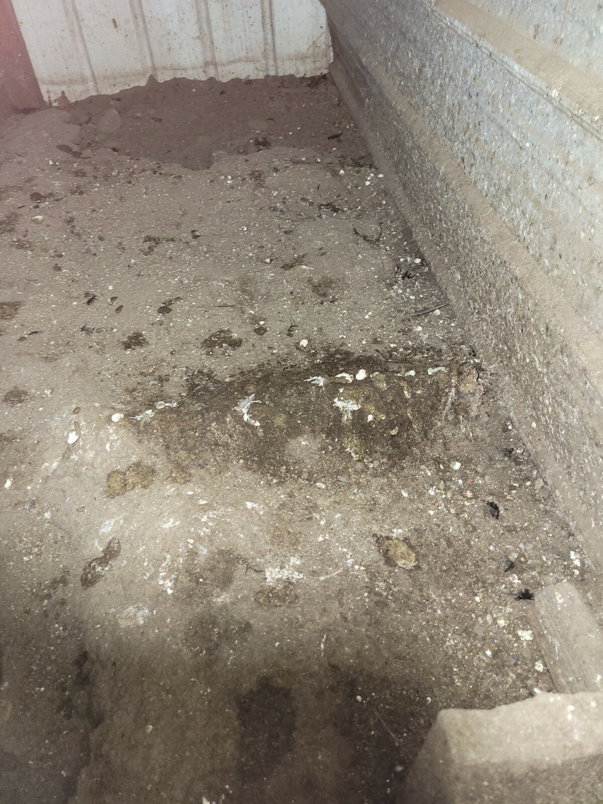 ☆Worlds Most Expensive Chicken’s Manure – Fertilizer/ Fresh Poop / Doo-Doo /Dung