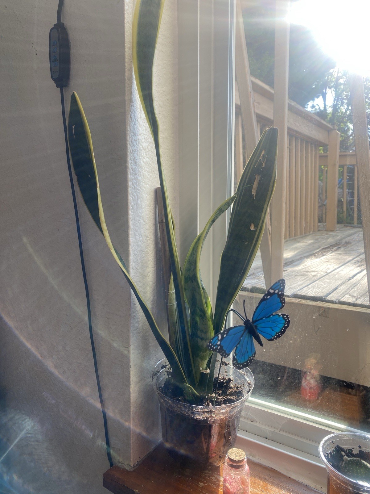 Live Houseplants read description for each price for plant