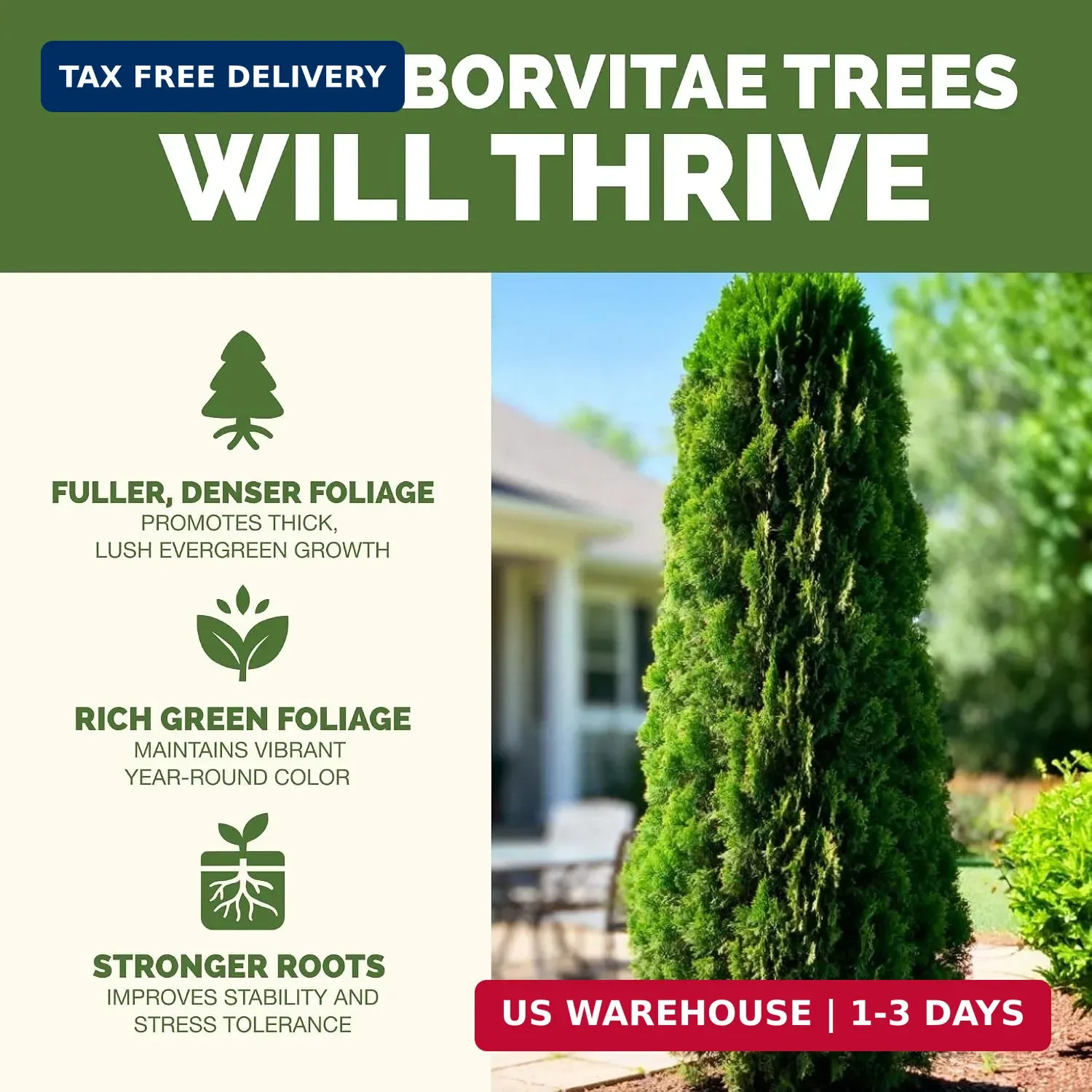 Arborvitae Tree Fertilizer – Liquid Plant Food for Greener Foliage, 1 Gal | Supp