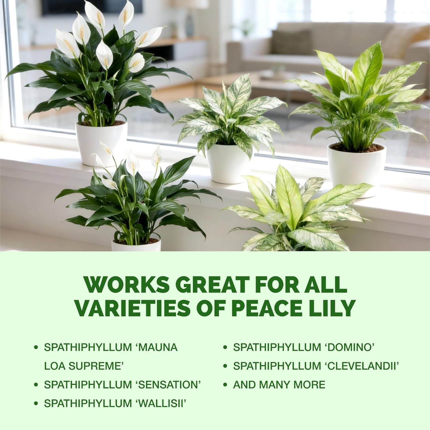 Peace Lily Fertilizer – Liquid Plant Food More Blooms Deep Green Leaves