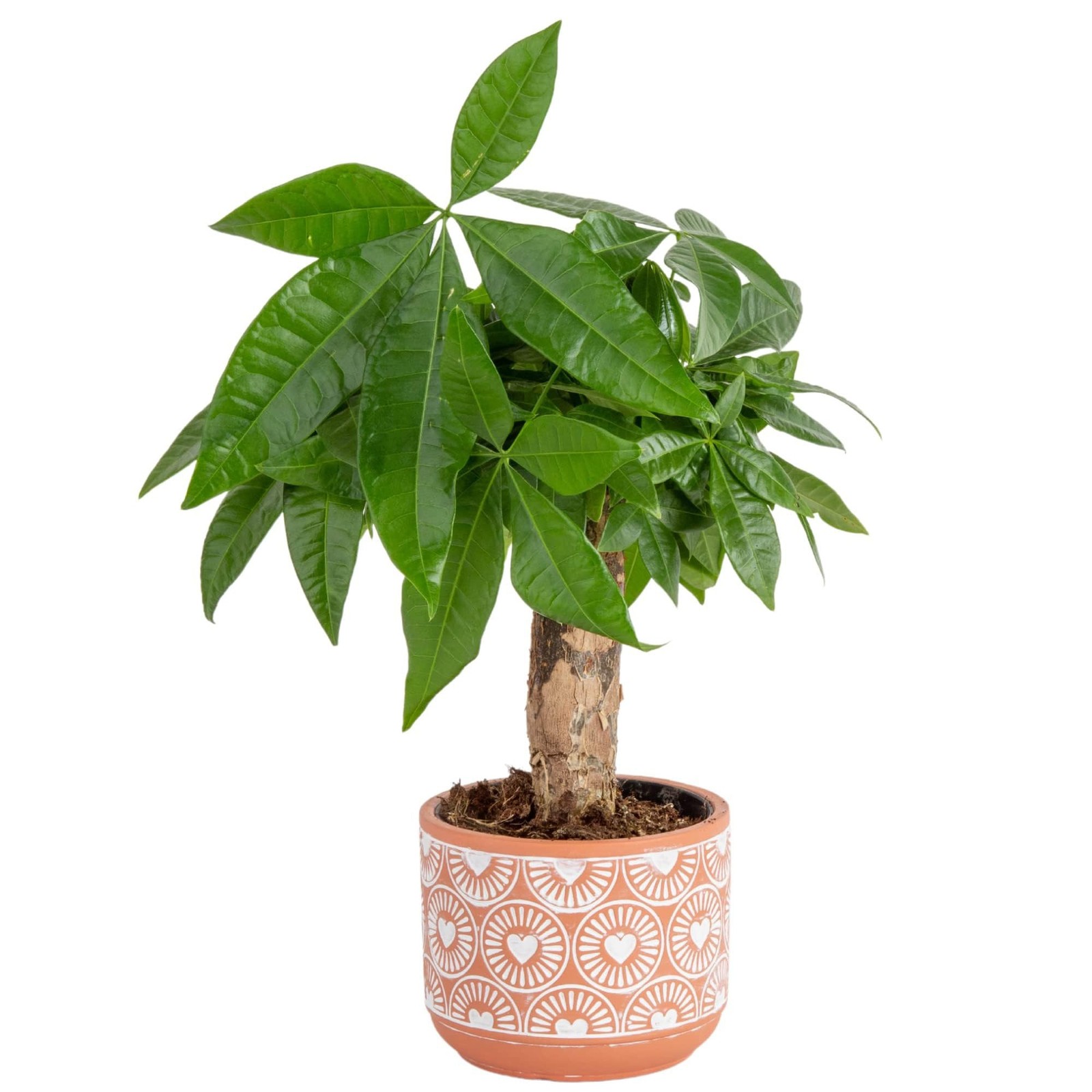 Costa Farms Money Tree Live Indoor Plant, 10 Inches Tall, Pachira Aquatica Bo…