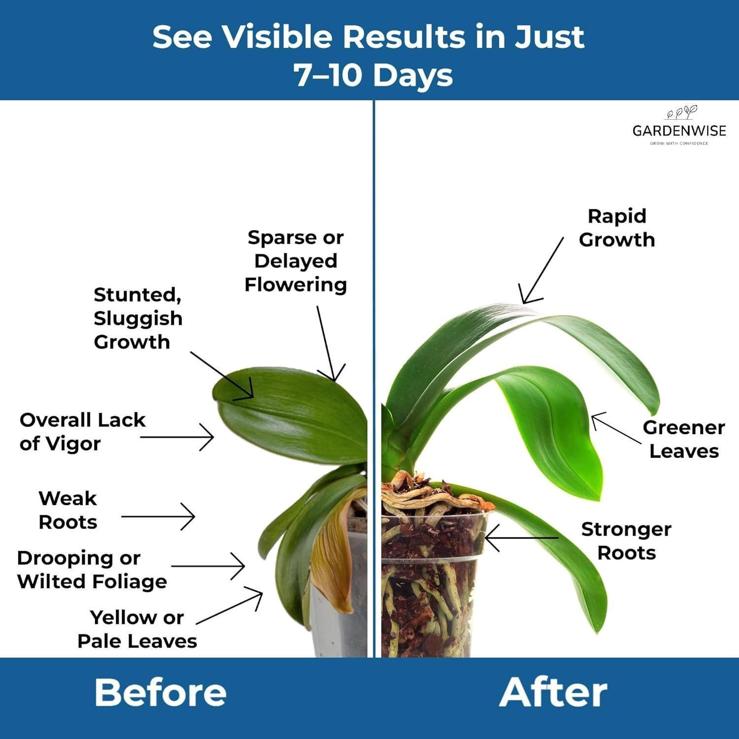 Versatile 20-20-20 Water Soluble Fertilizer for Thriving Gardens, Orchids & More