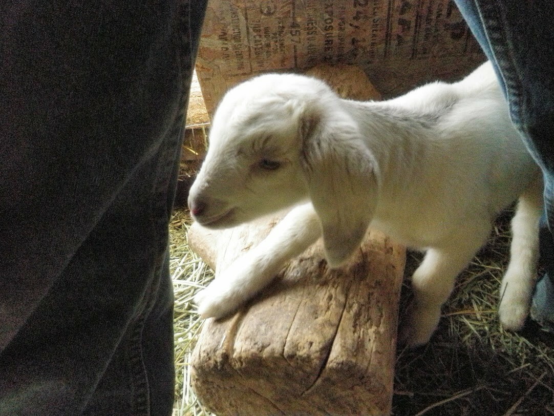 Fresh SUN-DRIED Dairy Goat Manure Nutrient Rich Fertilizer Tea Beans Organic