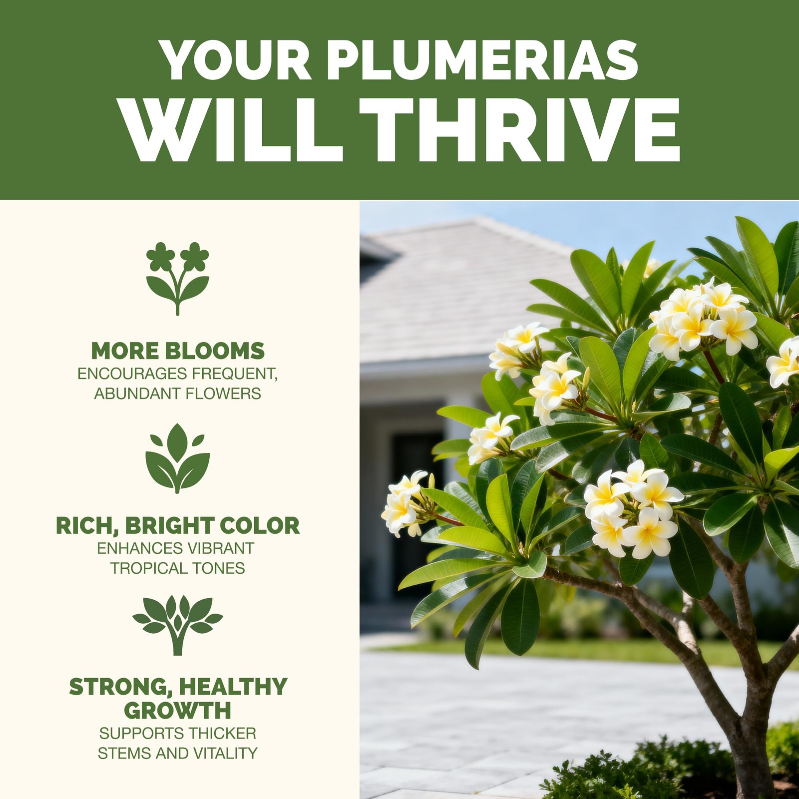 Plumeria Fertilizer – Liquid Plant Food for More Blooms, 8 oz (1/2 Pint)