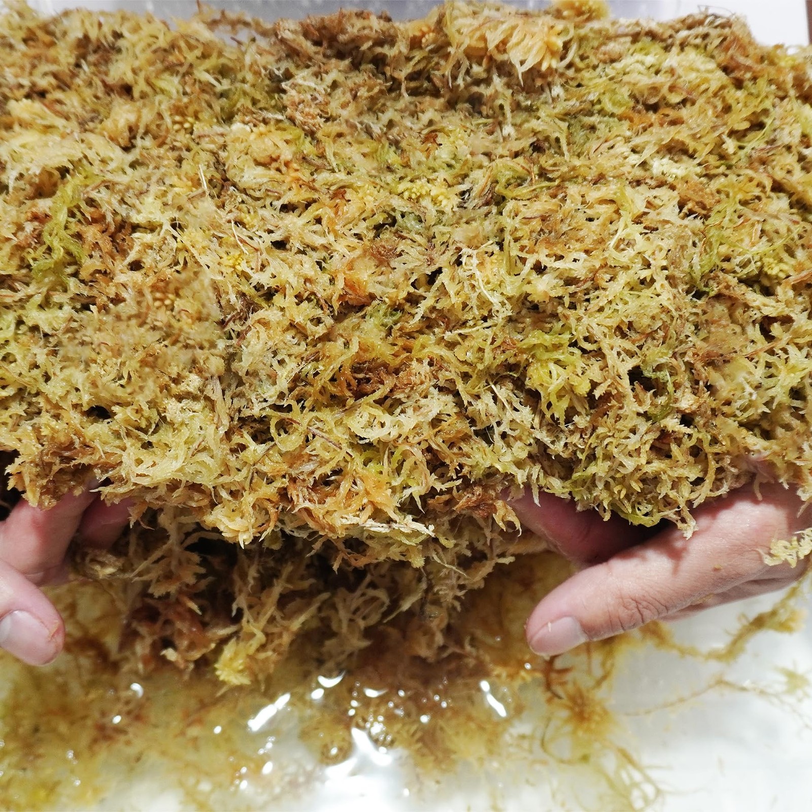 Sphagnum Moss 34QT for Plant Propagation, Great Orchid Potting Mix, Help with…