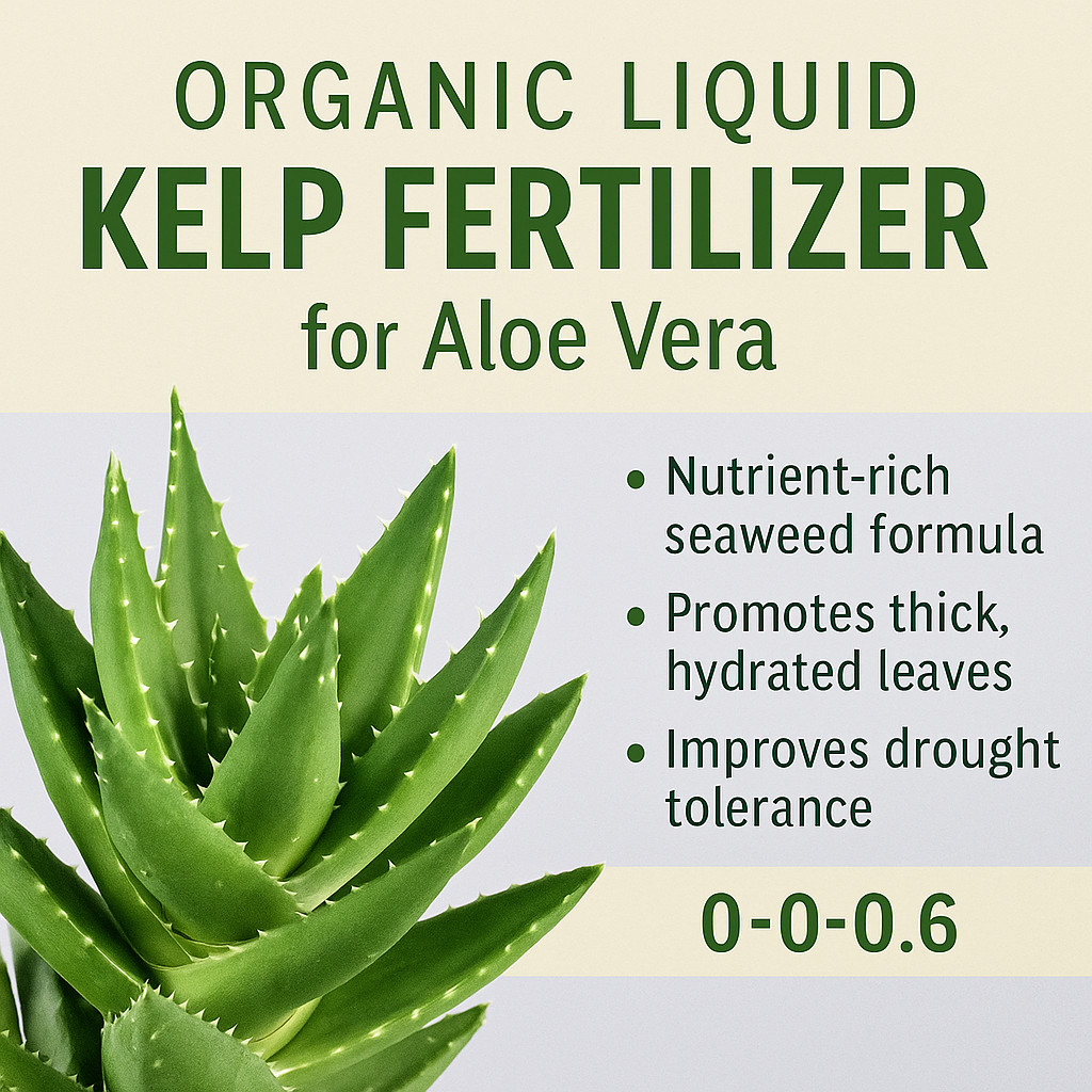 Organic Liquid Kelp Seaweed Fertilizer Succulents Cacti Aloe|No Burn 60+ Mineral