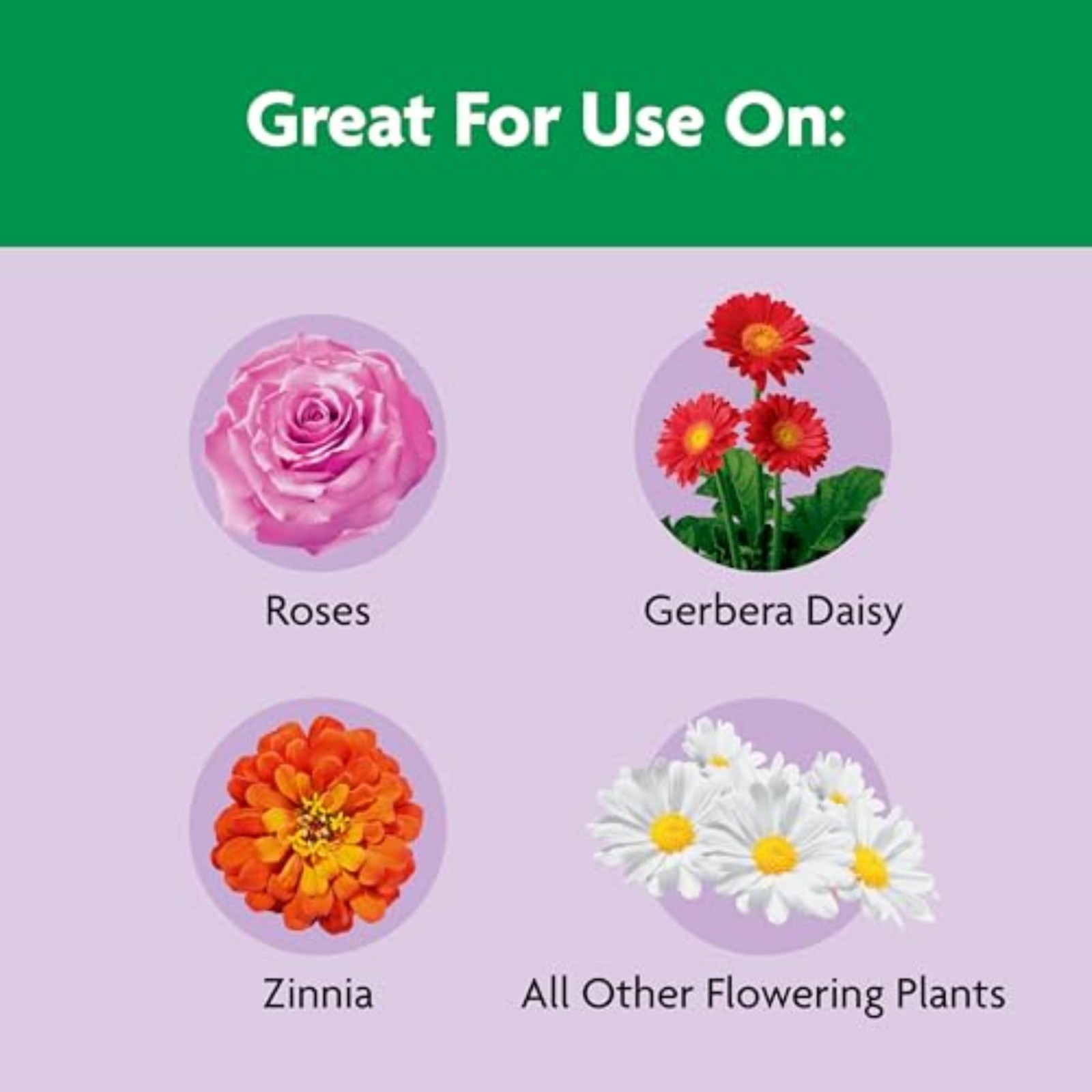 Miracle-Gro Shake ‘n Feed Rose & Bloom Plant Food – Long-Lasting Granular