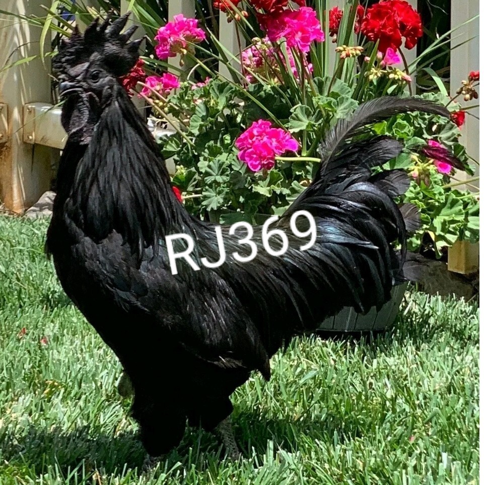 ☆Worlds Most Expensive Chicken’s Manure – Fertilizer/ Fresh Poop / Doo-Doo /Dung