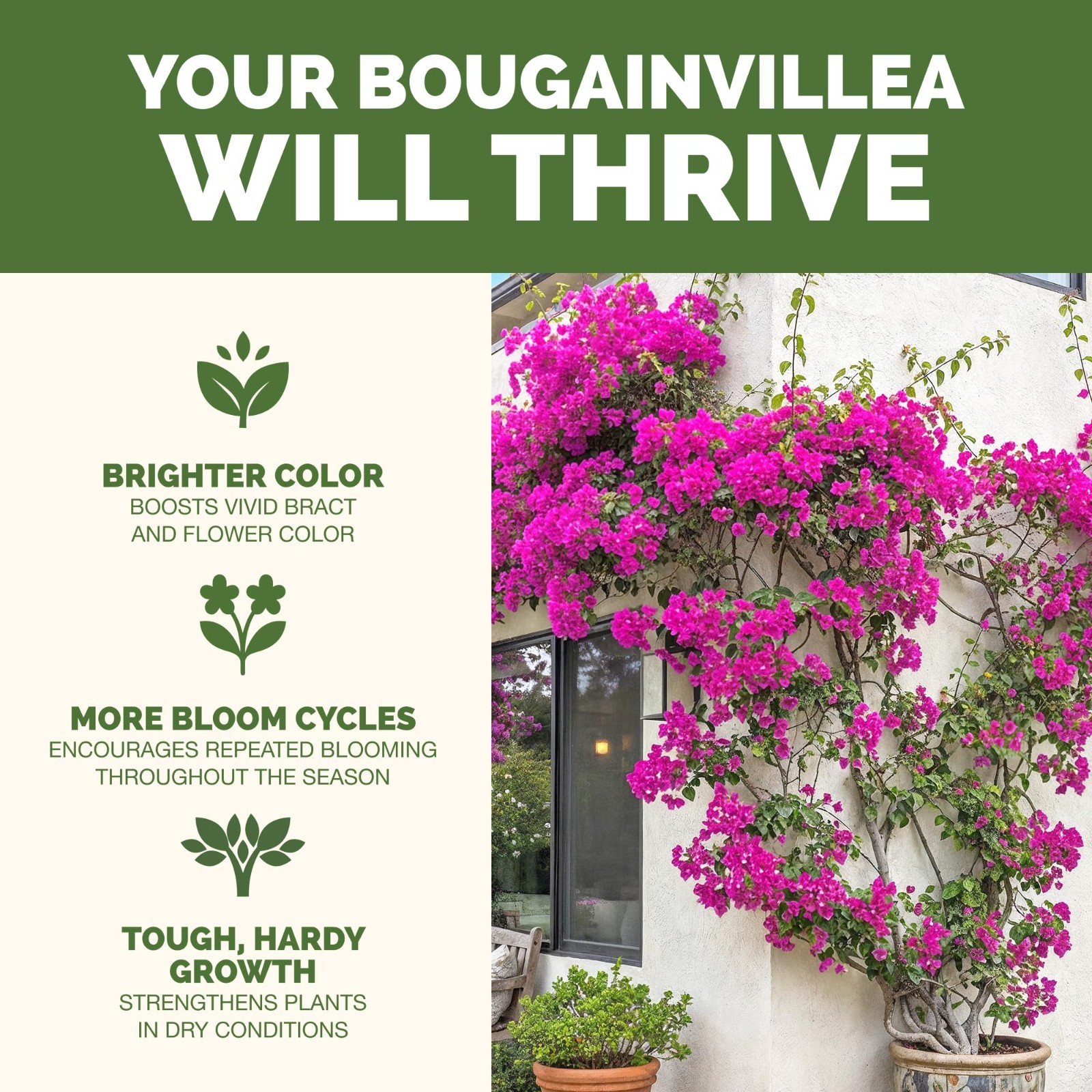 Liquid Bougainvillea Fertilizer – Plant Food for Vibrant Blooms & Healthy Growth