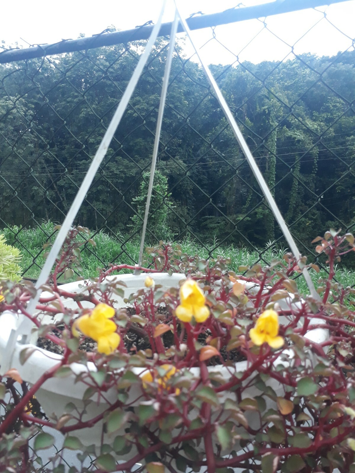 100% natural and organic growing medium. Fully environment friendly growing medi